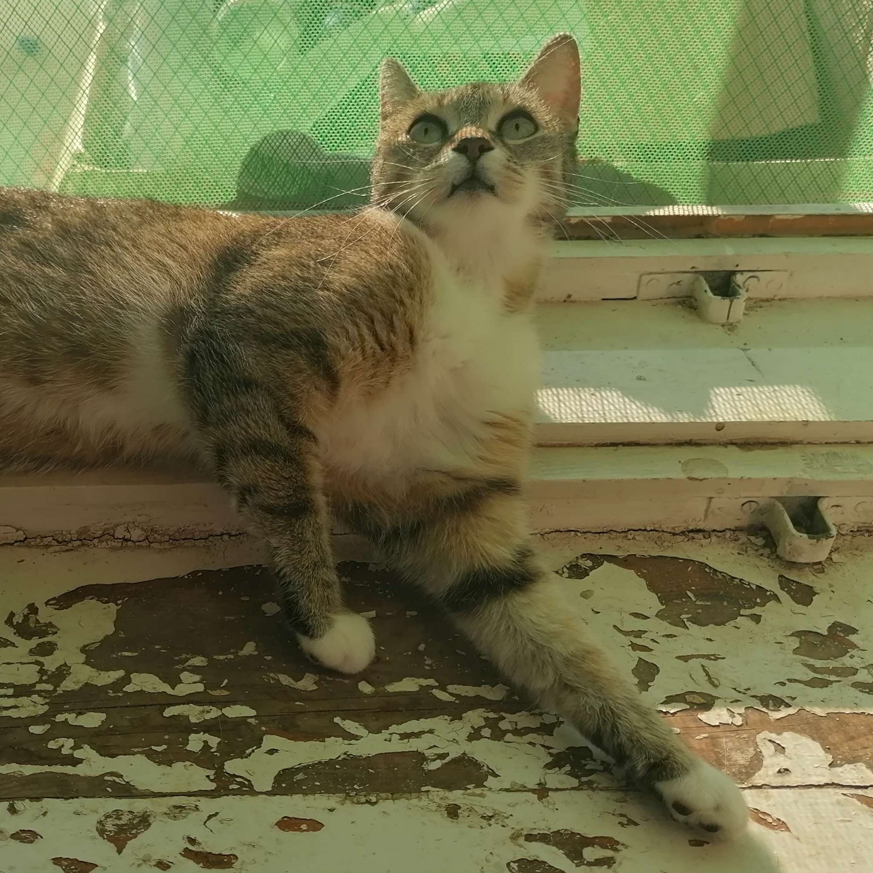 ao